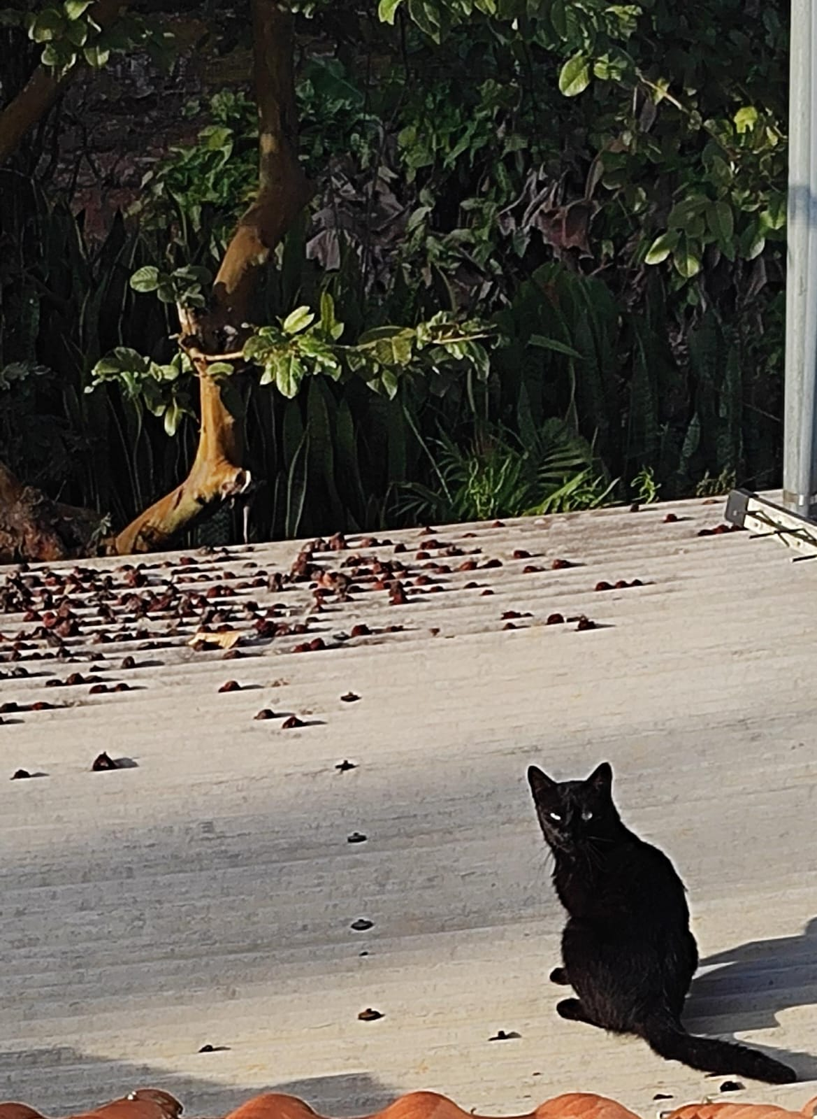 Baltazar, gato preto adotado de uma ONG