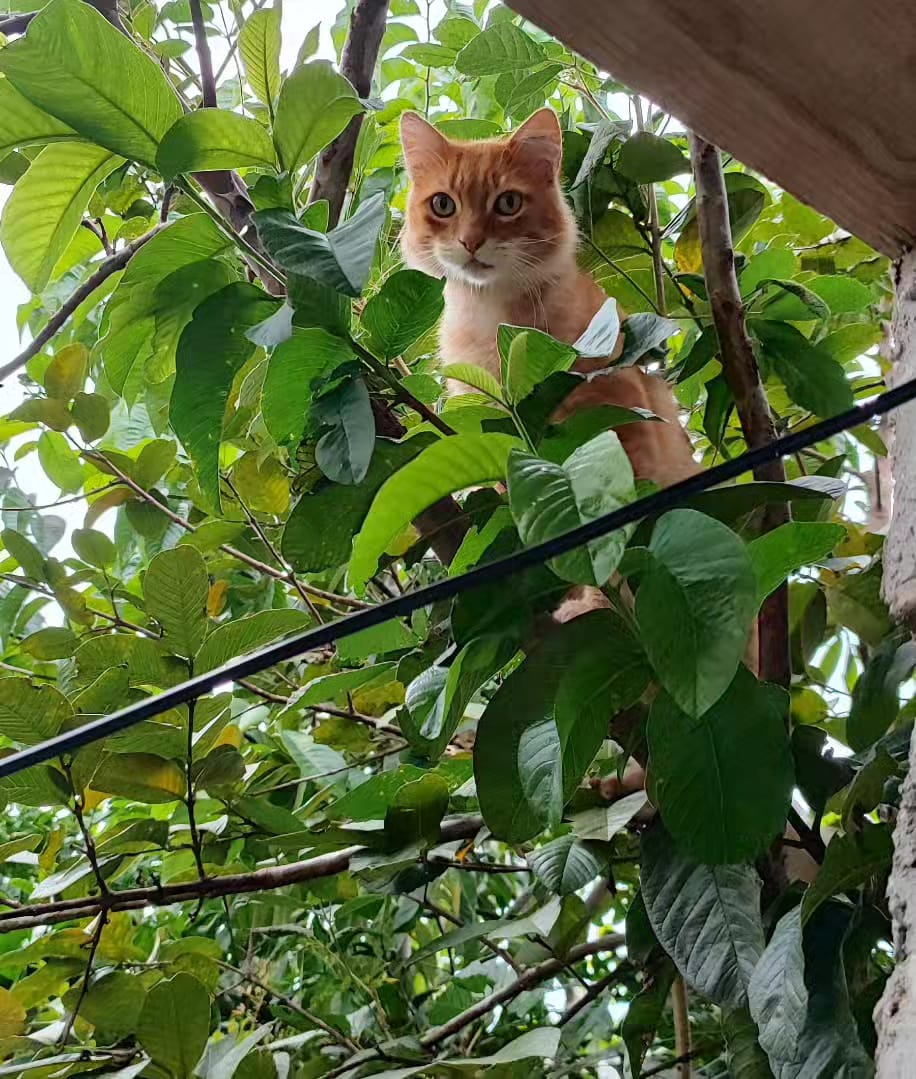 Charmander, gato laranja adotado de uma ONG