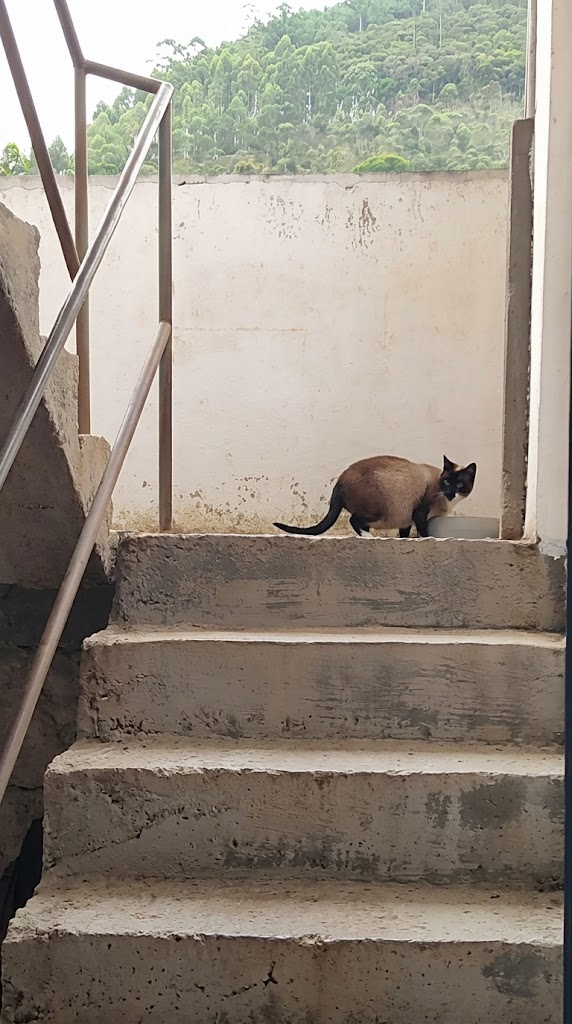Morgana, gata da vereadora