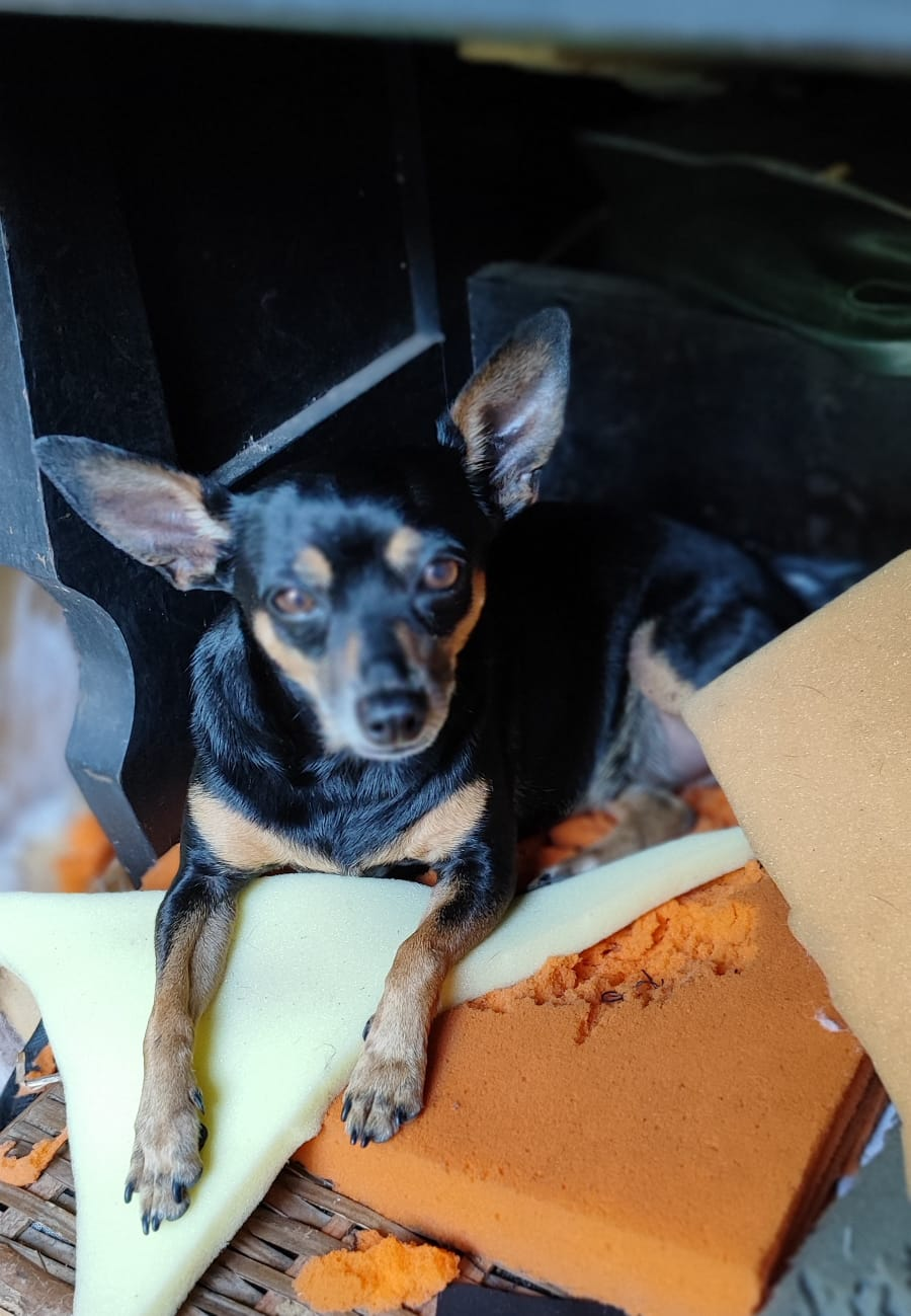 Nina, cachorra adotada de uma ONG