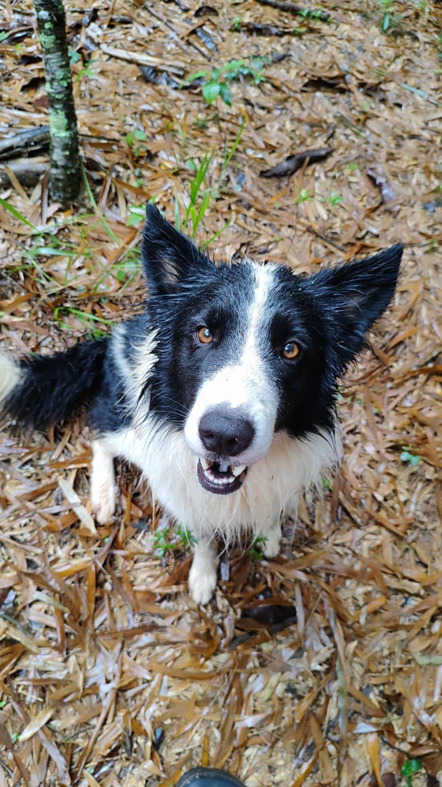 Ozzy, cachorro preto e branco adotado de uma ONG