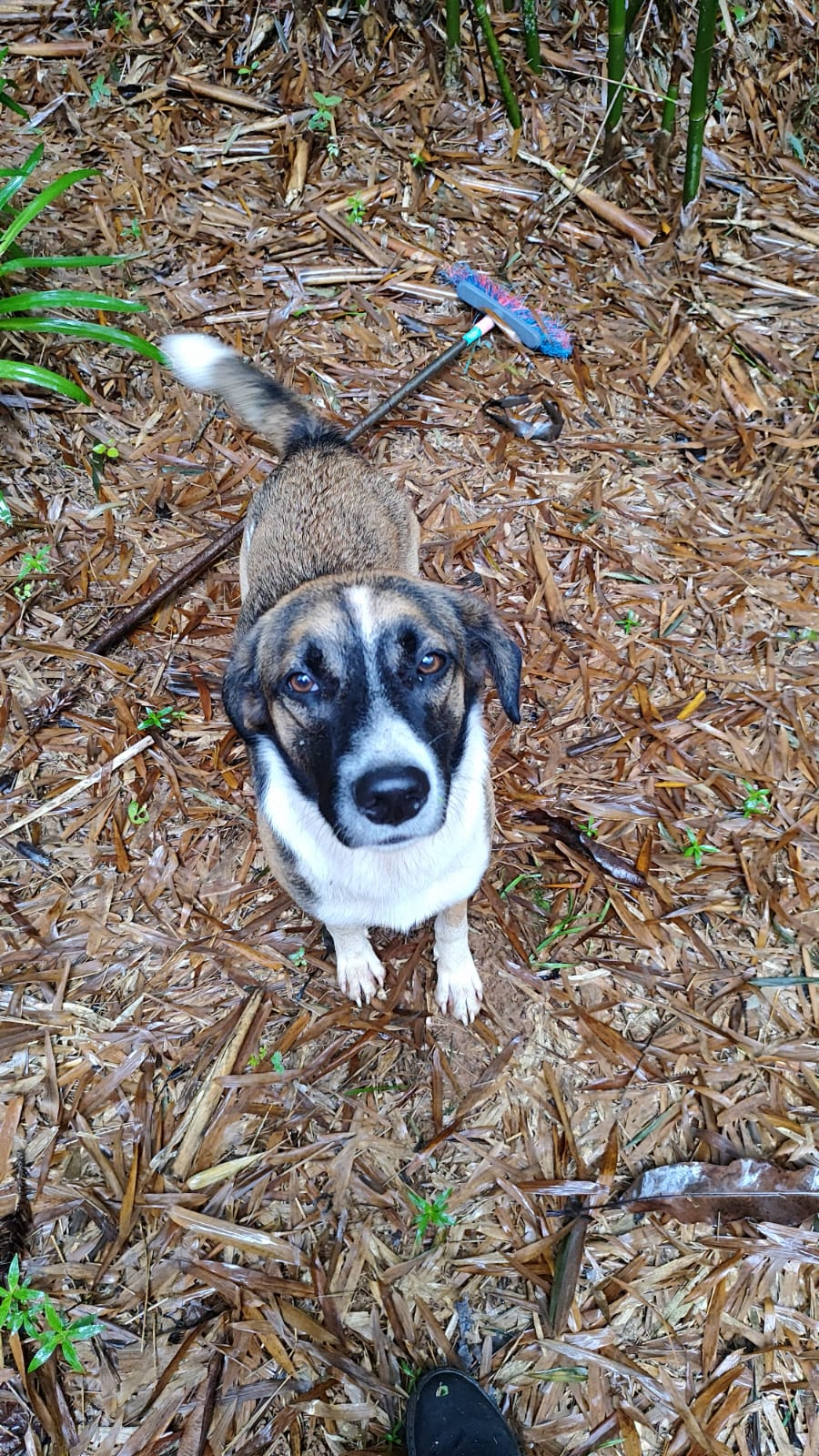 Tomé, cachorro adotado de uma ONG